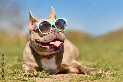 Funny cool French Bulldog dog wearing blue sunglasses in summer on hot day © Firn