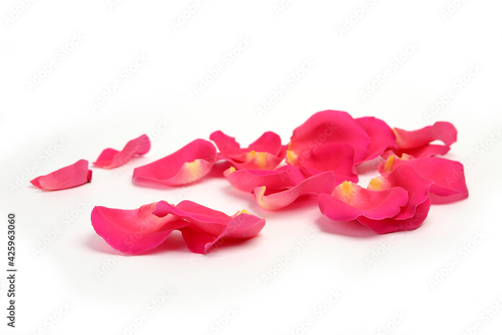 pink rose petals on white background pink rose petals on white background