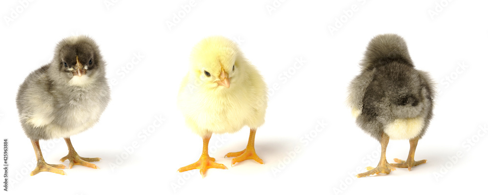 three small chickens isolated on a white background. three small chickens isolated on a white background.