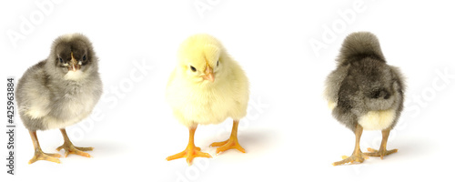 three small chickens isolated on a white background.