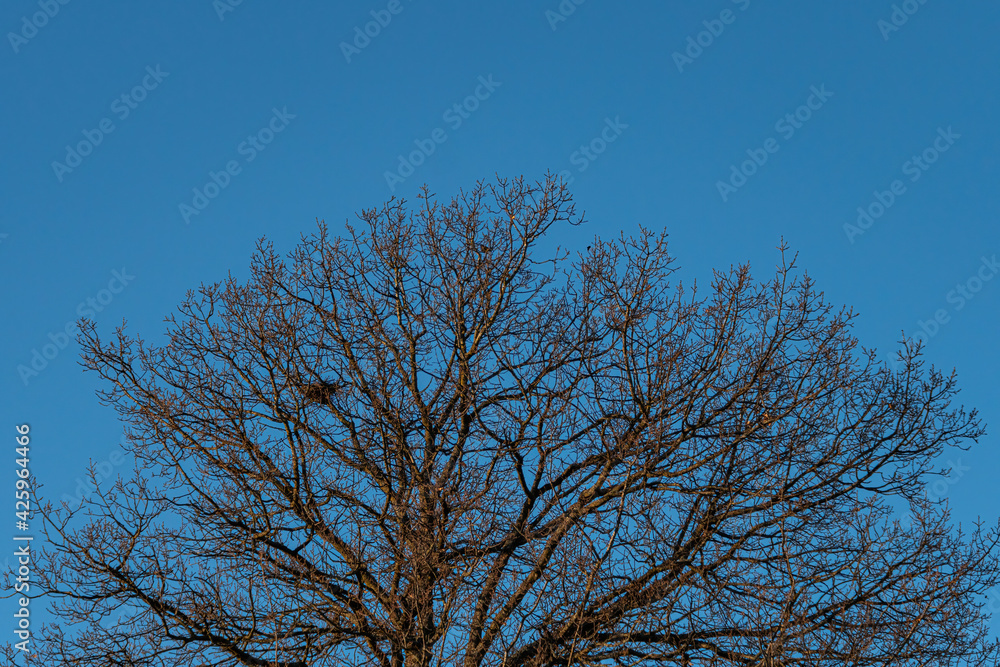 a massive leafless tree with dense branches under the clear blue sky a massive leafless tree with dense branches under the clear blue sky