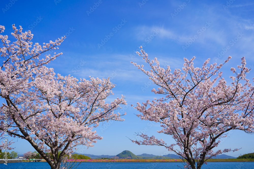 桜　山大寺池(香川県三木町)