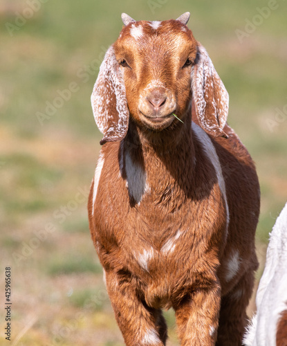 young brown goat posing in the sun