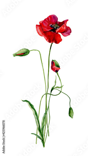 Scarlet poppy and buds on a white background