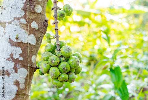 The fruit of Ficus Racemos.The common name Fig fruit,cluster fig tree, Indian fig tree or gular fig. photo