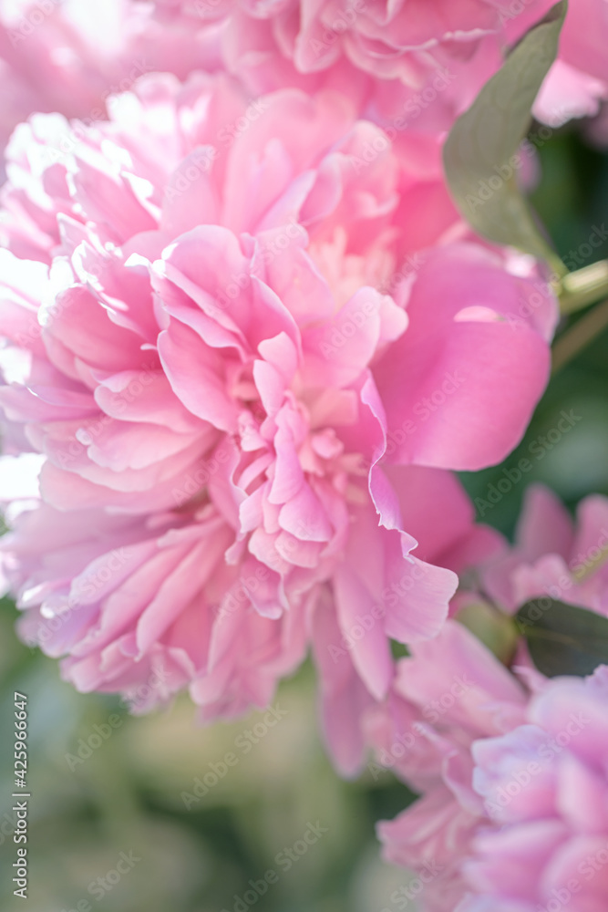 summer floral background, pink peony flower blossomed in the garden, soft blurred focus