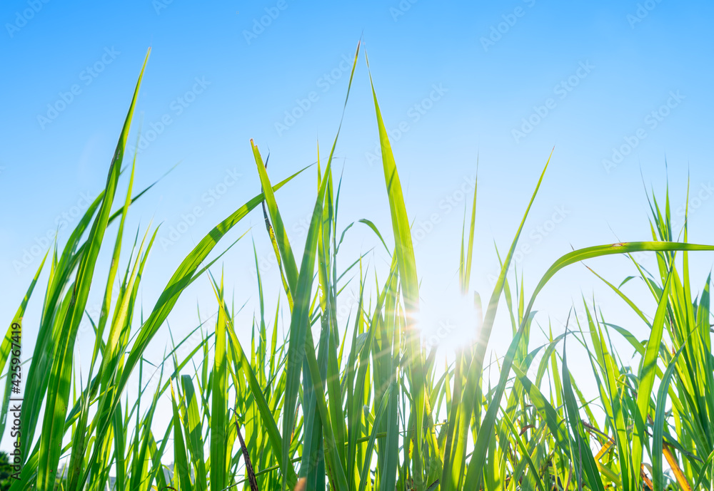 Obraz premium green grass and perfect sky