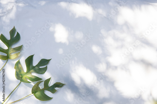 白いファブリック背景に置かれたモンステラの植物