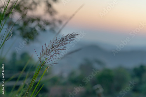 Grass flowers growing along the way  the back view is a big mountain with beautiful orange light. The atmosphere looks cool. It is a natural picture that is beautiful and full of colors.