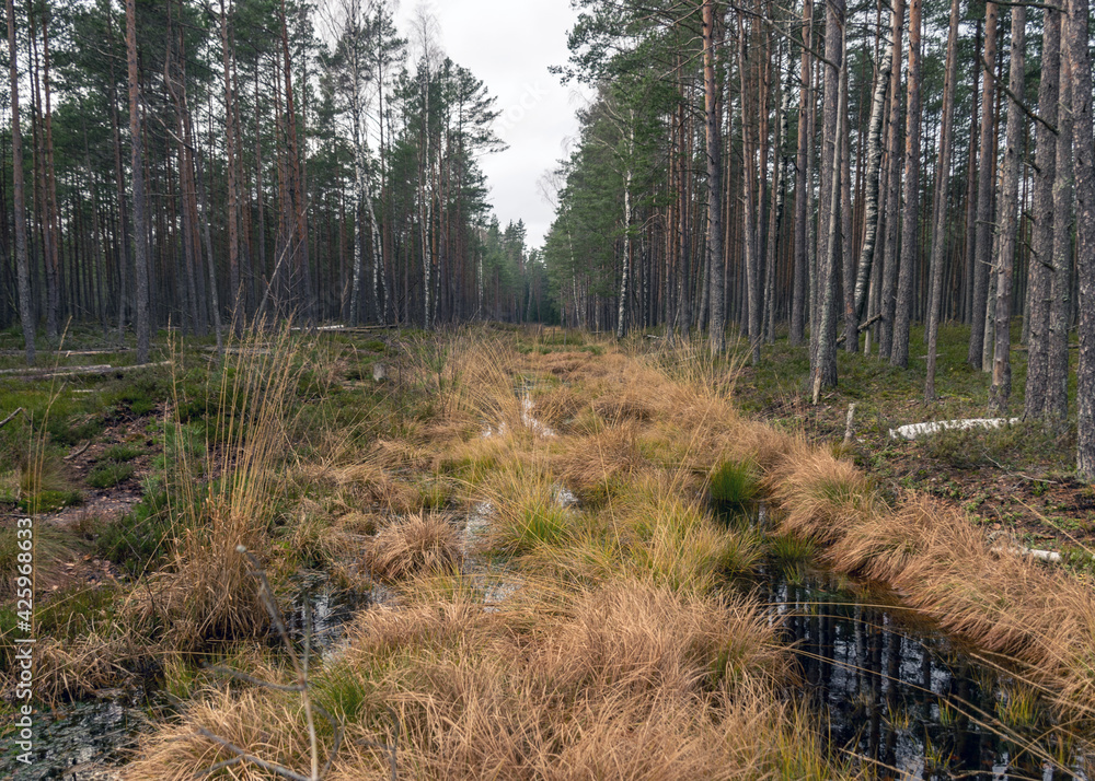 various old and rotten trees and tree branches on the shore of a swampy lake, flooded forest area, bog various old and rotten trees and tree branches on the shore of a swampy lake, flooded forest area, bog