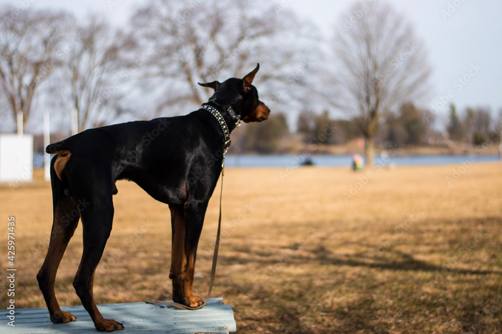 black dog looking at park