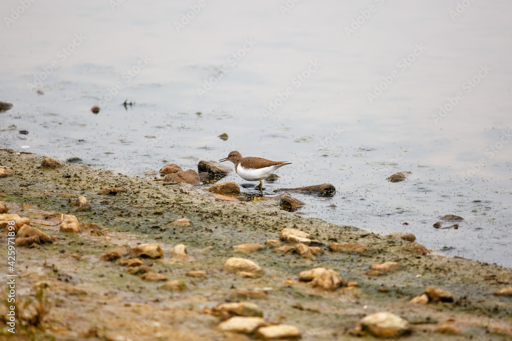 Hypoleucos actitis. Small sandpipers on the shore of a reservoir.
