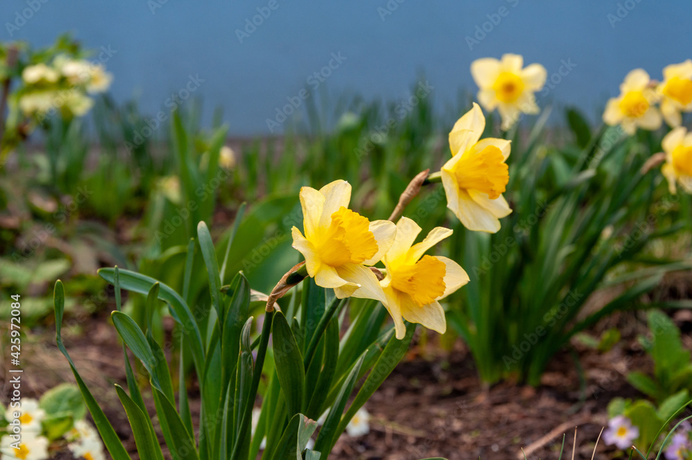 Beautiful delicate, single yellow petal daffodil flower. Narcissus flowers. Closeup of yellow blooming daffodils against blurred green background..