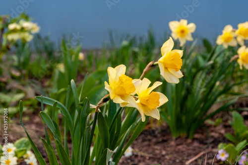 Beautiful delicate, single yellow petal daffodil flower. Narcissus flowers. Closeup of yellow blooming daffodils against blurred green background.. © Disterheft