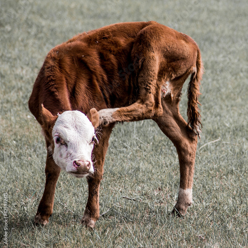 calf © GOgo