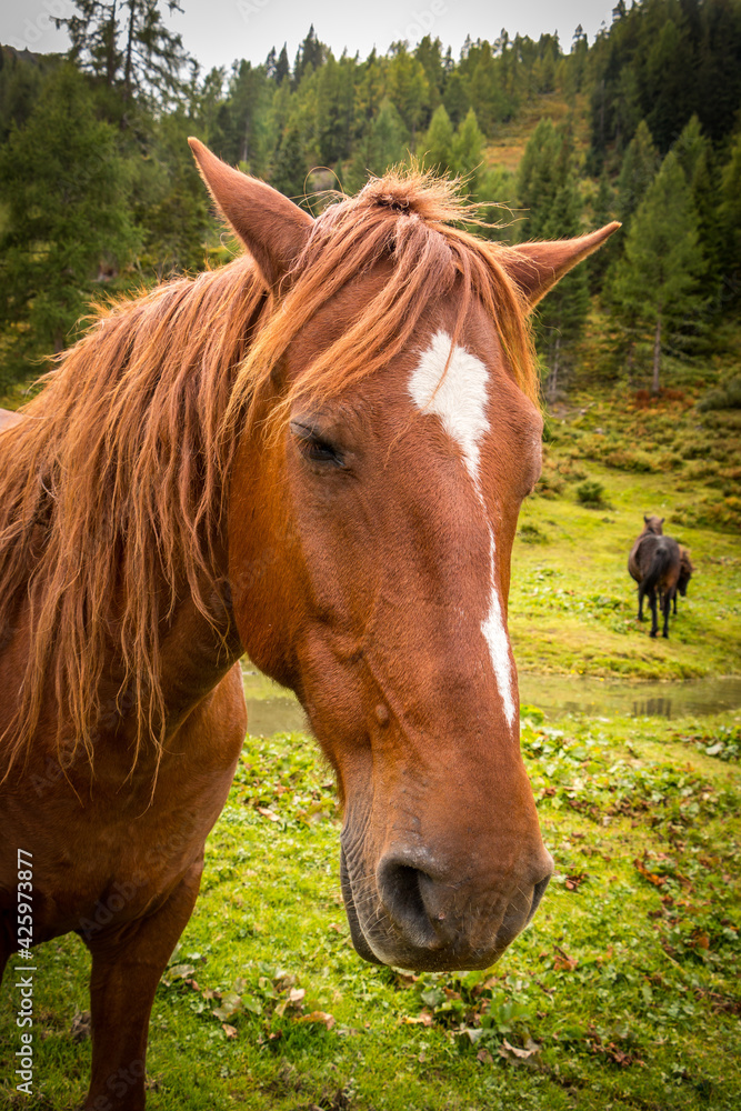 horses on alpine pastures, alps, austria, gastein