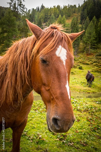 horses on alpine pastures, alps, austria, gastein
