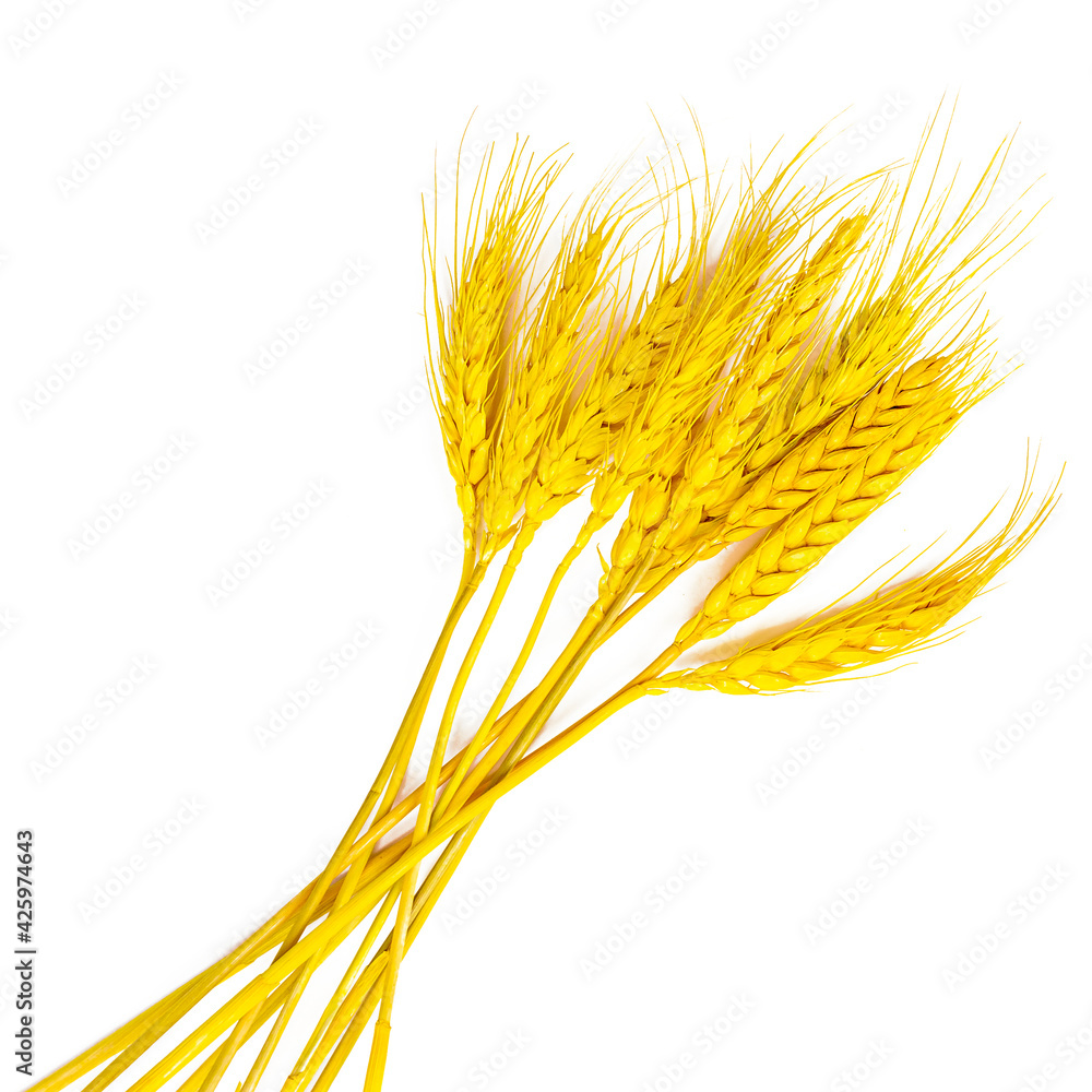 Bright yellow wheat stems with grains isolated on white background. Bright yellow wheat stems with grains isolated on white background.