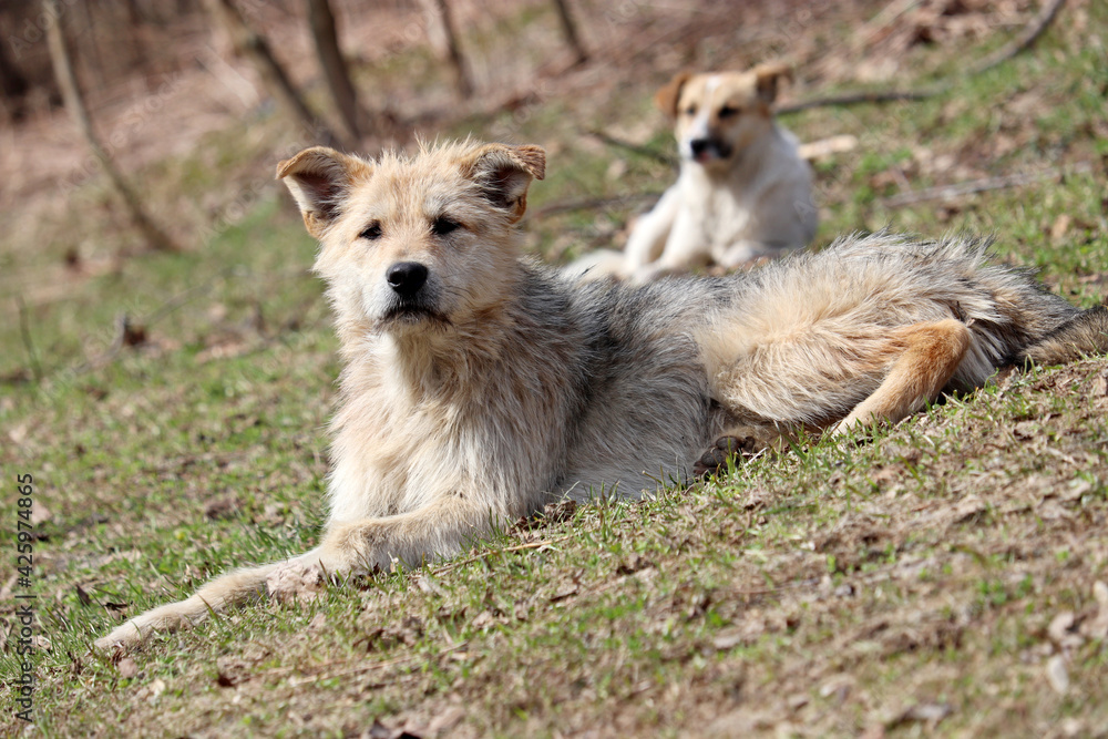 Two dogs lying on a grass in spring park	