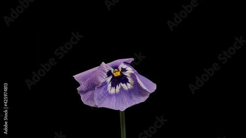 timelapse of dying pansy-flower, Stiefmütterchen photo