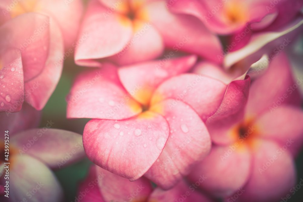 Plumeria flowers soft tone