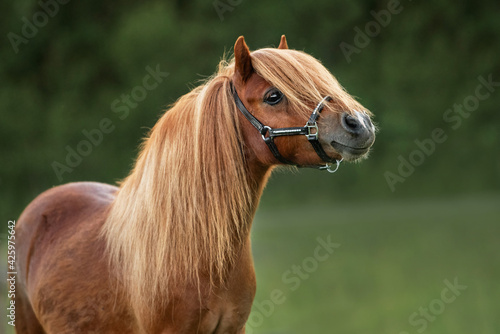 Portrait of beautiful miniature shetland breed pony in summer