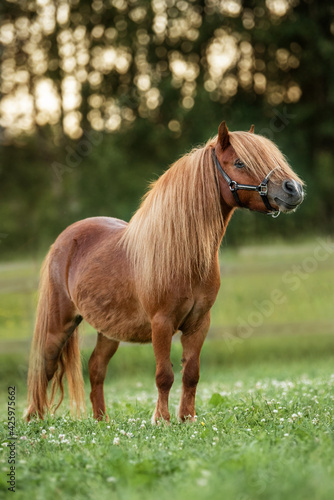 Beautiful miniature shetland breed pony in summer