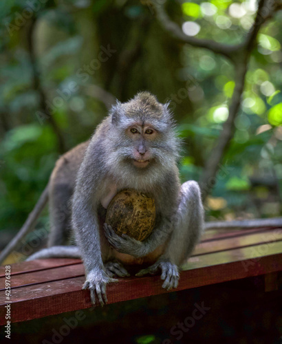 japanese macaque sitting in a forest © TheaScheuerGregersen
