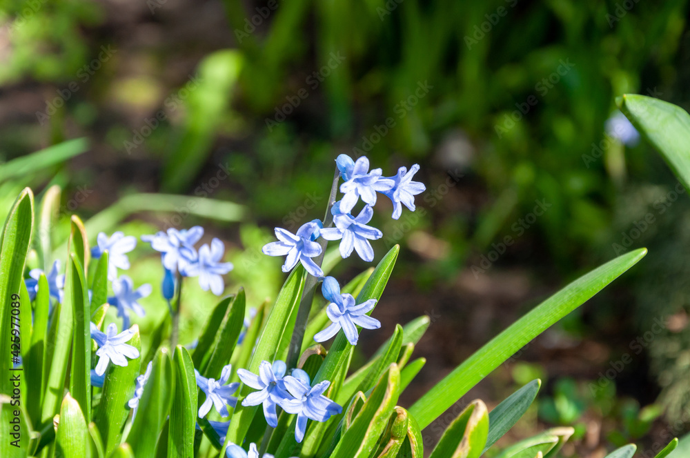 Purple Hyacinth Flower by sunshine. Close-Up Of Purple Flowering Plants in Spring Sunbeam. Purple Hyacinth Flower by sunshine. Close-Up Of Purple Flowering Plants in Spring Sunbeam.