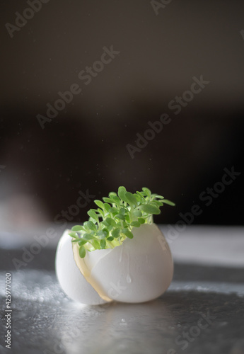 Fresh sprouts in eggshells on a dark background. Lettuce microgreens in eggshells. Seedlings without plastic. Growing microgreens at home. Selective focus.