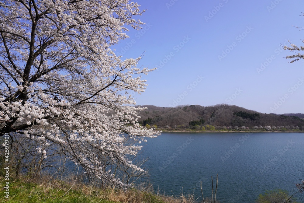 満開の桜と湖の風景、宮城県みちのく公園釜房湖/Cherry blossoms bloom by the lake in Japan