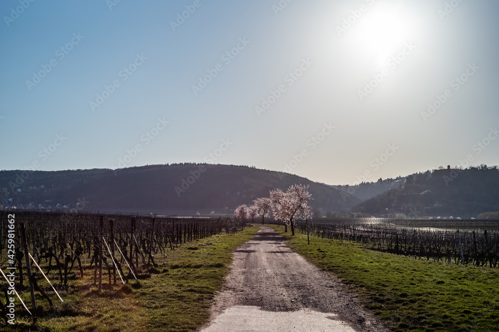 vineyard road