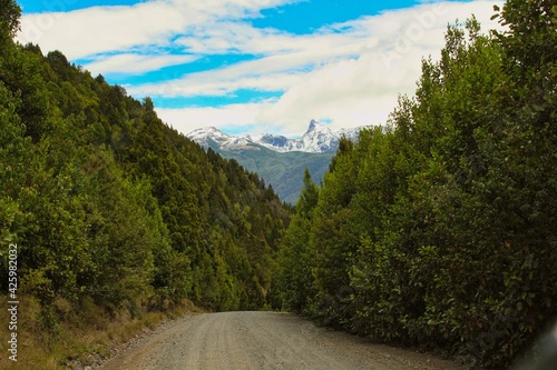 Bosques en el Sur de Chile