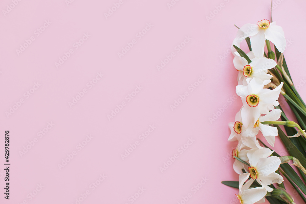 Modern minimal floral greeting card. Beautiful  daffodils flowers border on stylish pink background