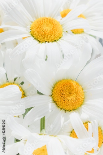 Several large daisies with white petals close-up. Chamomile beautiful flower sky sunny. 