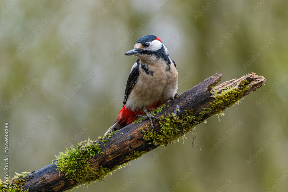 Fototapeta premium great spotted woodpecker