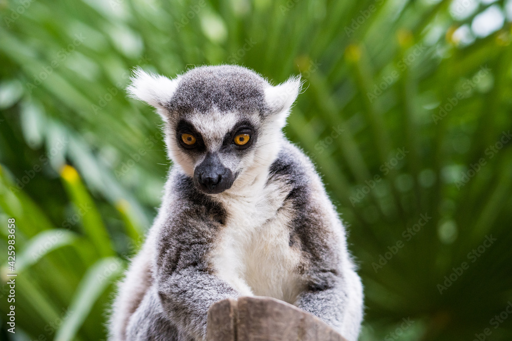 Fototapeta premium lemur on tree