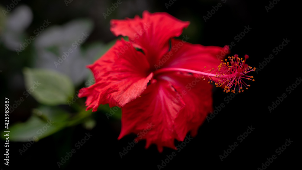 red hibiscus flower red hibiscus flower