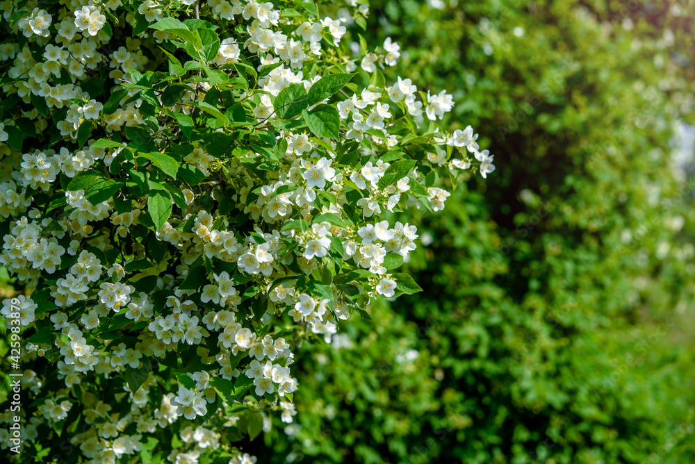 Jasmine blossom branch in the garden in spring
Jasmine blossom branch in the garden in spring