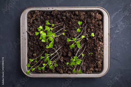 Small seedlings growing in cultivation tray