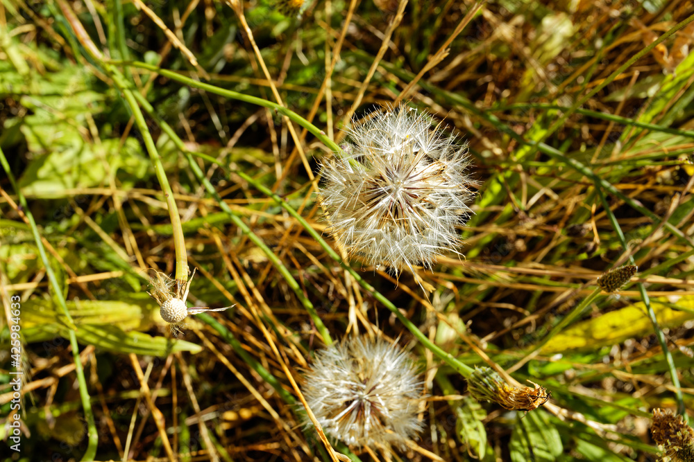 Spherical white dandelion seed pods Spherical white dandelion seed pods