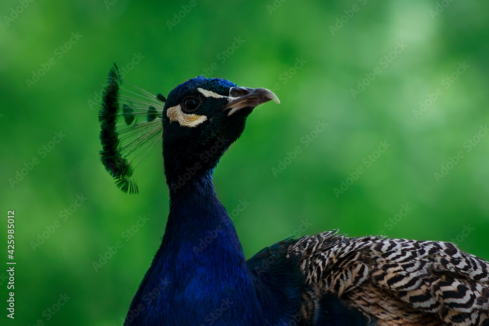 Close up of the cute peacock (large bird) on a green background Close up of the cute peacock (large bird) on a green background