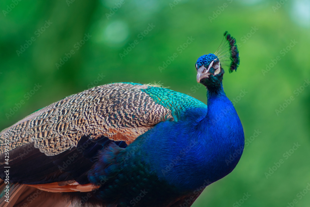 Obraz premium Close up of the cute peacock (large bird) on a green background