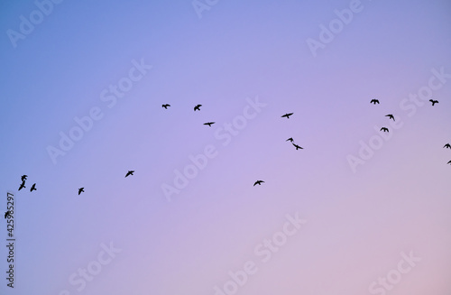 Scenic view of some pidgeons flying in the sky in the morning