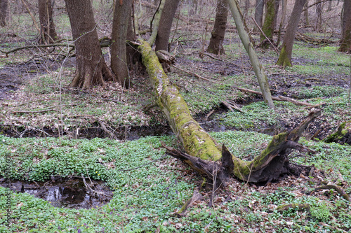 Tree uprooted by wind. Fallen tree with roots in the spring or summer forest. Effects of storm wind or hurricane 