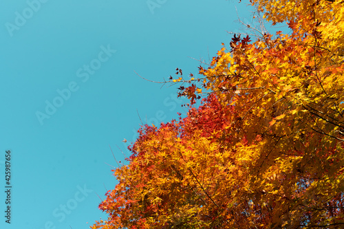 Fototapeta Naklejka Na Ścianę i Meble -  Colorful maple tree, red and yellow