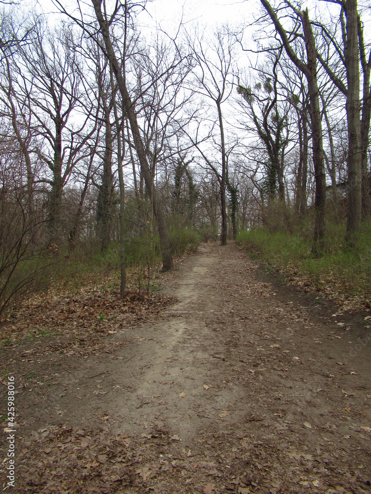 Obraz premium Waldweg