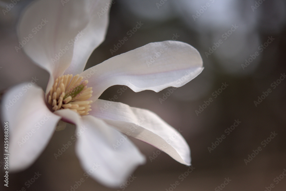 Obraz premium コブシの花