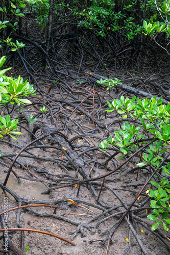 Rhizophora mangrove roots, in the Northern Territory of Australia