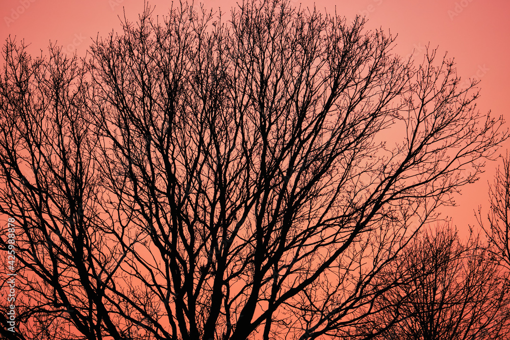 Obraz premium Scenic view of a beautiful and colorful sunset in the countryside of Ferrara